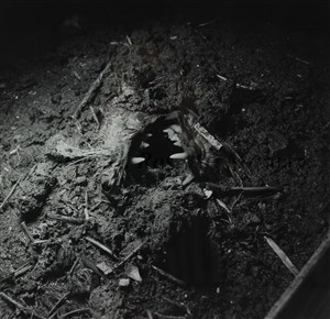 Image description is not available for 1976.001